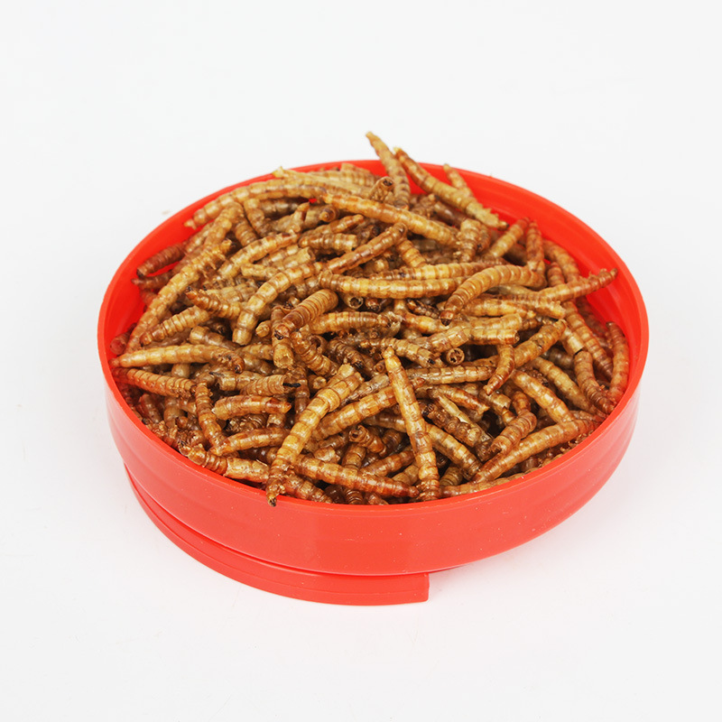 SW 멀티펫 곤충 간식 - 햄스터, 백색앵무새, 고슴도 - Krill Oil Supplement 리뷰 및 가격